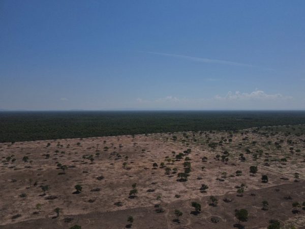 Desmatamento Aumenta No Pantanal E Cerrado Ecoa