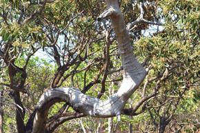 Árvore do Cerrado: levantamento sobre importância biológica e social. Foto: NEVINHO / WIKIMEDIA COMMONS