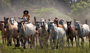 A pecuária é uma das principais fontes de renda e faz parte da cultura pantaneira. Foto: © Adriano Gambarini/WWF-Brasil
