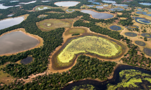 Na época da cheia a área do Pantanal fica 80% alagada. Foto: © Adriano Gambarini/WWF-Brasil