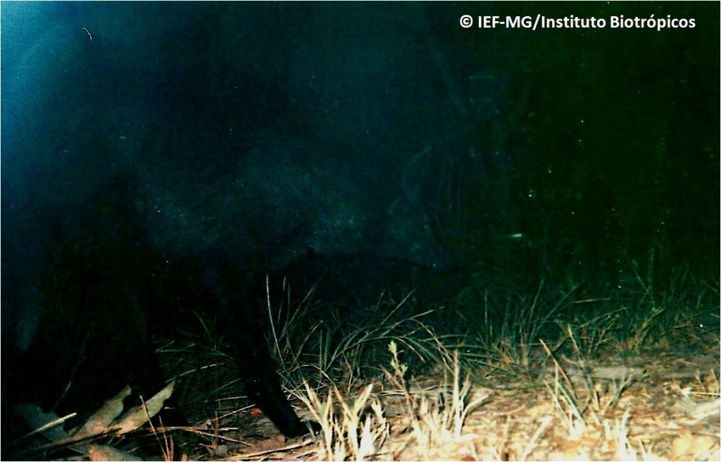 Rosto do raro lobo-guará preto aparece em destaque. Trata-se do primeiro registro de um animal dessa espécie com essa coloração (Foto: Instituto Biotrópicos)