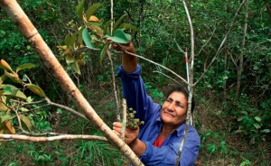  “Meu escritório é a mata”. A renda mensal de um coletor de sementes como Marilene Mendes pode chegar a R$ 1.200 por mês. Foto: Globo Rural
