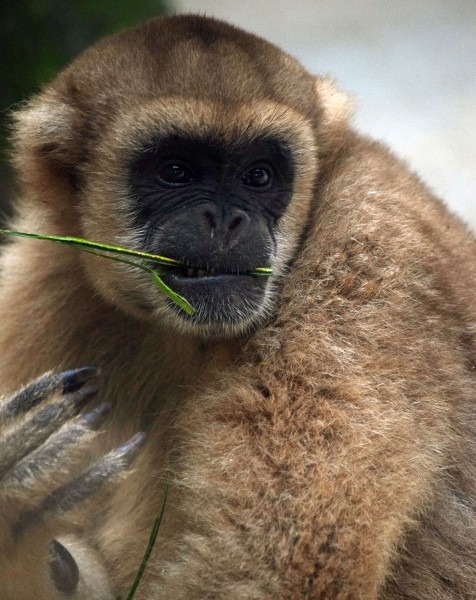 A extinção de animais que se alimentam sobretudo de frutos, como os muriquis, poderá comprometer a capacidade das florestas tropicais de absorver CO2 da atmosfera. Foto: Miguel Rangel