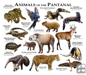 ilustração-animais