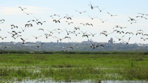 Las 240.000 hectáreas de humedales del Delta del Paraná fueron declaradas de protección internacional por la Convención de Ramsar. (Foto: Divulgación)