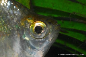 Peixes do Pantanal