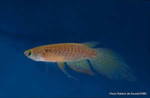 peixes do pantanal