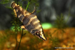 peixes do pantanal