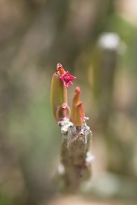 Em aclimatação na capital paulista: flor e fruto de Euphorbia attastoma, cacto endêmico da serra de Grão Mogol, MG, com látex fosforescente (Foto: Eduardo Cesar)