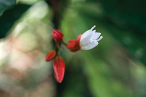 Flor de japaranduba (Erythrochiton brasiliensis), arvoreta do interior de trechos inalterados da Mata Atlântica úmida (Foto: Eduardo Cesar)