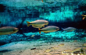 peixes do pantanal