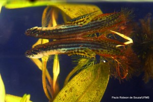 peixes do pantanal