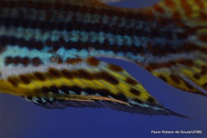 peixes do pantanal