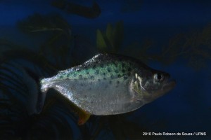 peixes do pantanal
