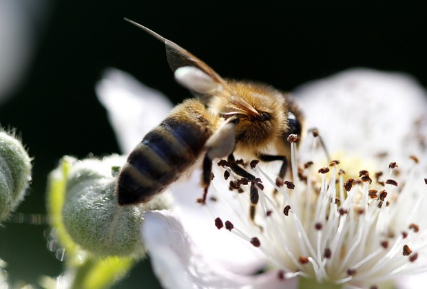 curiosidades sobre abelhas