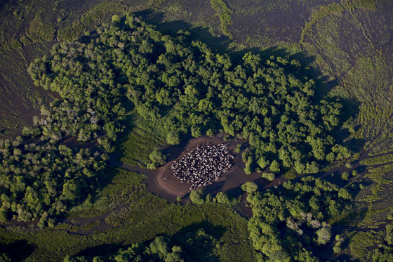 Gado no Pantanal da Nhecolândia (Imagem: NASA)