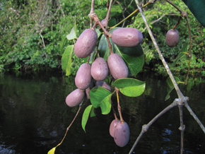 Planta feminina de Gnetum leyboldii do Parque Estadual Cristalino, no Mato Grosso, uma das seis espécies de Gnetum da Amazônia: o que parece frutos são na verdade sementes