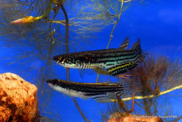 peixes do pantanal