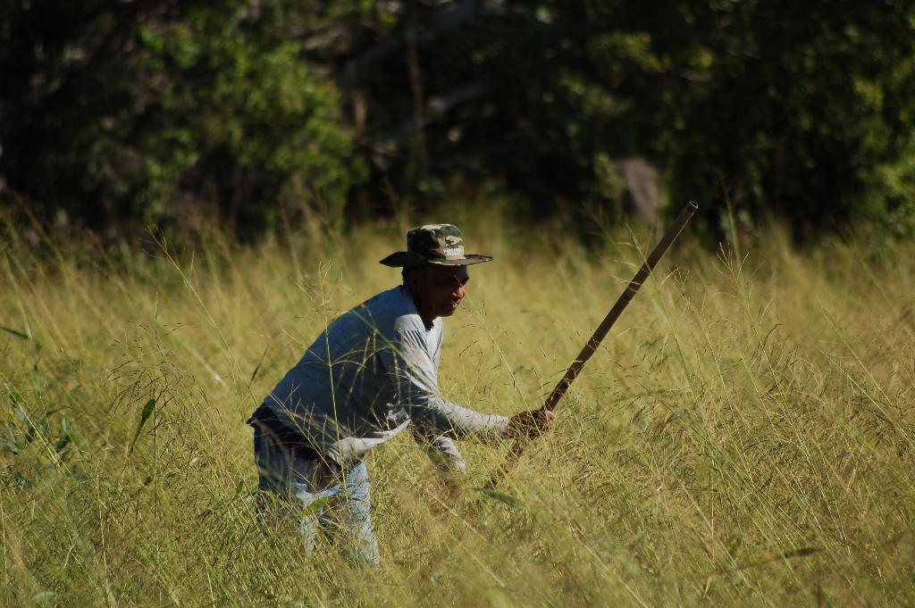 Pantaneiro colhendo arroz selvagem no Pantanal.