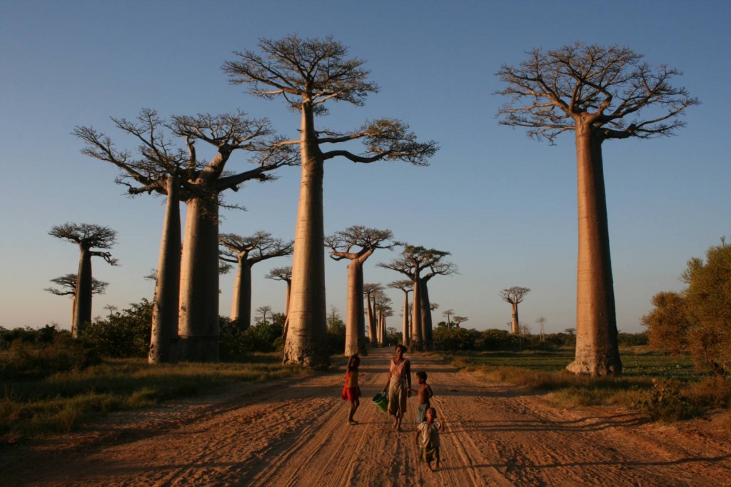Ao menos duas espécies de baobabs que crescem em Madagascar desaparecerão antes de acabar no século. Gavinevans/Wikimedia Commons