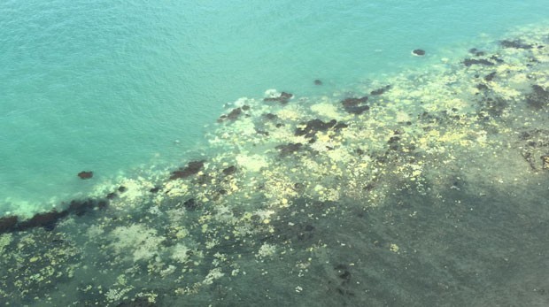 Grande Barreira de Corais australiana perdeu 93% da cor (Foto: James Kerry/Centre of Excellence for Coral Reef Studies/AFP)