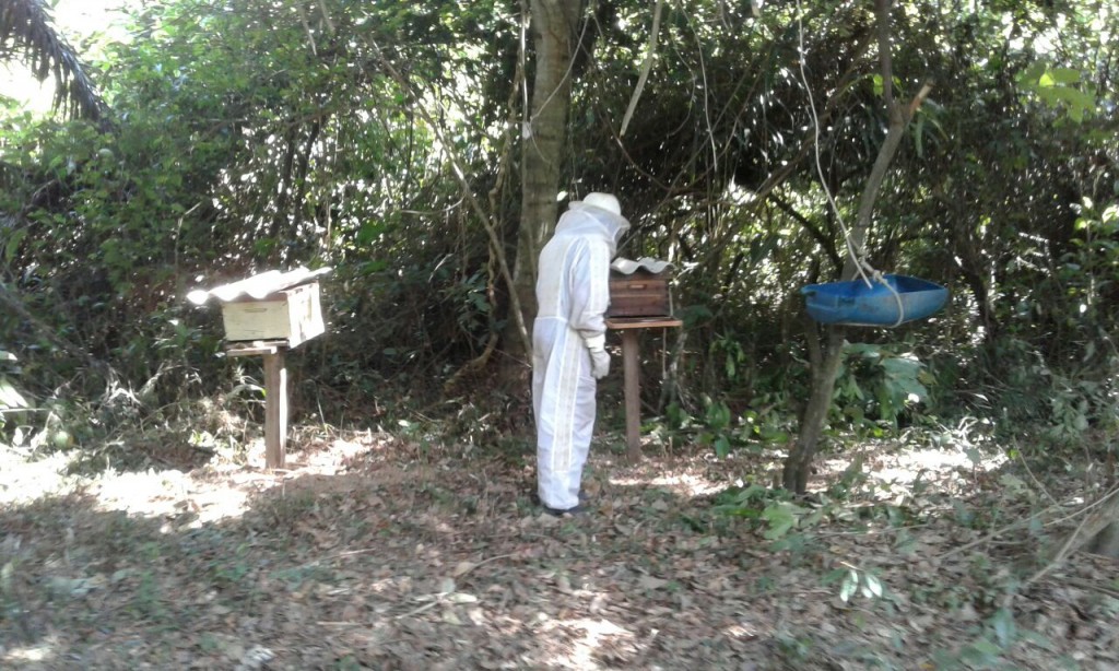 Fotos enviadas diretamente da comunidade São Francisco mostram o sucesso da implementação do apiário