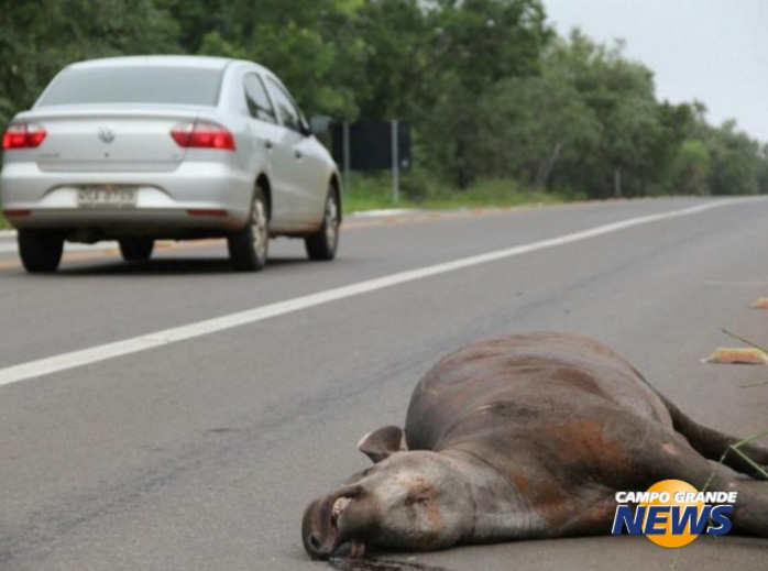 Cinco milhões de animais de grande porte morrem anualmente em rodovias federais; MS tem pontos críticos (Foto: Marcos Ermínio/Campo Grande News)