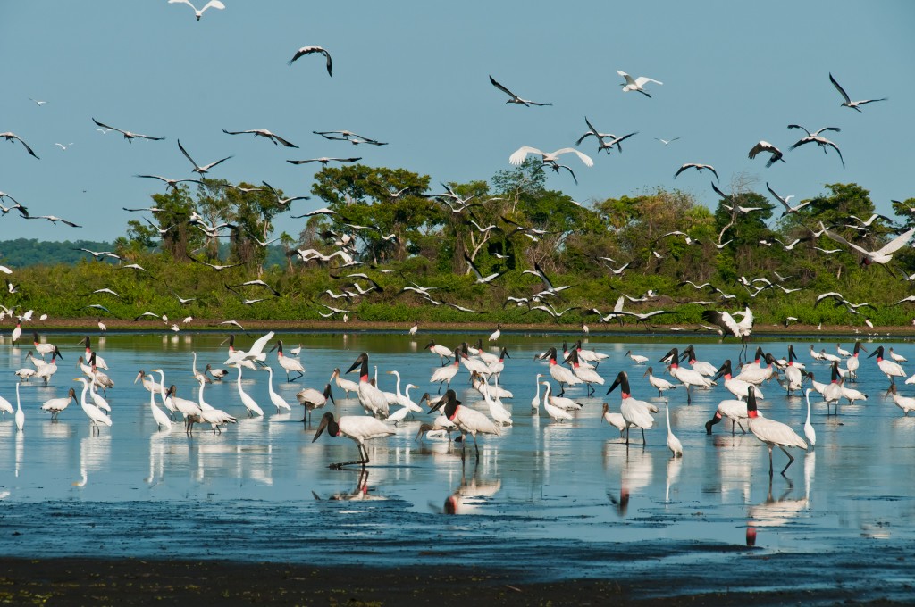 Pantanal: áreas prioritárias atualizadas 