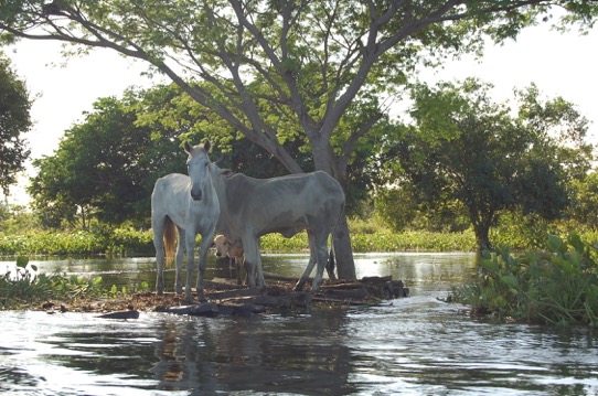 No Pantanal animais sofrem com a cheia (2014). Foto: André Luiz Siqueira / ECOA.