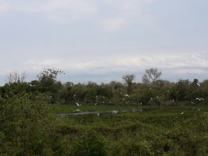 A festa das aves chegando no Pantanal, nas margens da BR-262, entre Miranda e Corumbá.