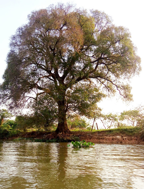 Vida plena no rio Paraguai Mirim. Foto: Vanessa Spacki