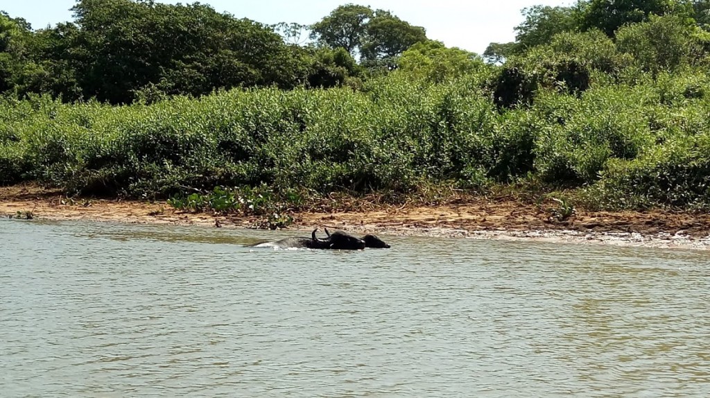 Búfalos tomando banho no Rio Paraguai.  Foto; Nathália Eberhardt
