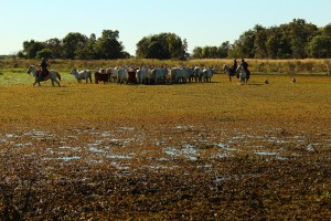 Manejo de gado no campo experimental Fazenda Nhumirim da Embrapa Pantanal: Foto: Nicoli Dichoff