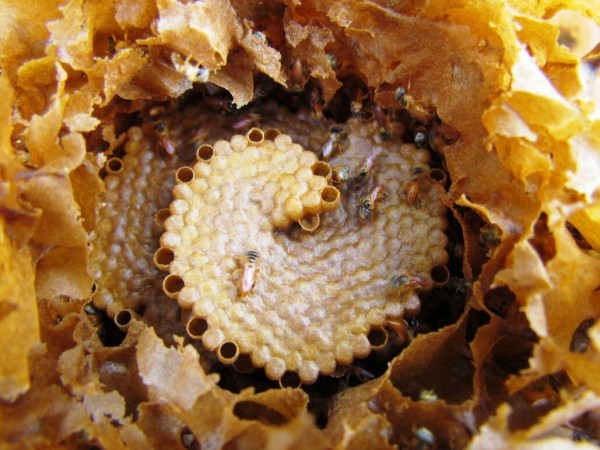 Sabia que a abelha-jataí produz mel rico em antibacterianos? (Foto: Marcos Wolf)