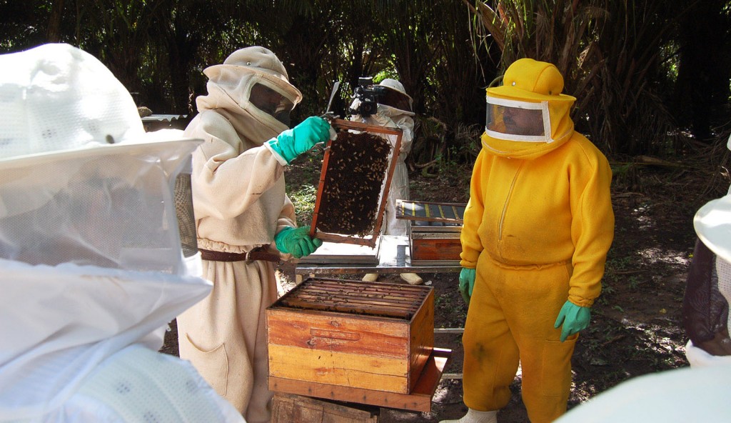 apicultura sustentável 