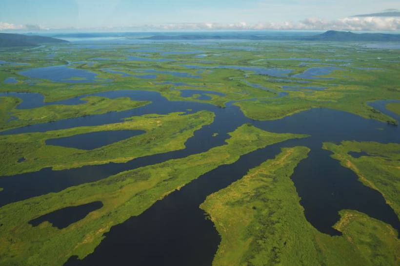 Pantaneirissimo: Maior ninhal do Pantanal tem quase um quilômetro de  extensão