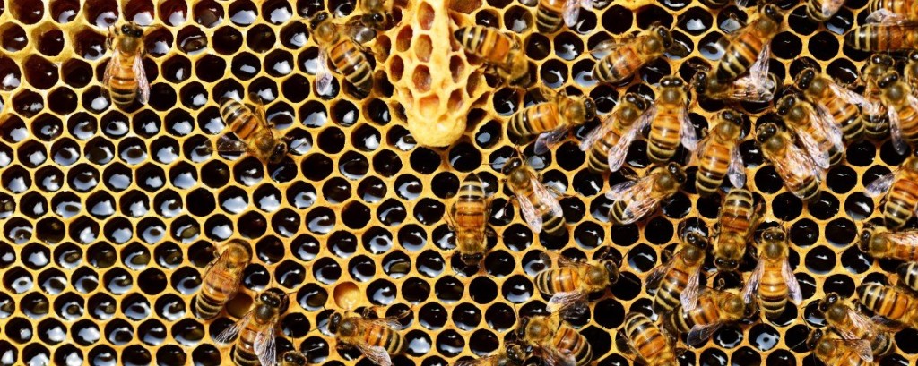 abelha-colmeia-inteligente-polinizadores-oasis-conservacao-2