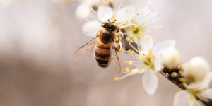 abelha-colmeia-inteligente-polinizadores-oasis-conservacao-3