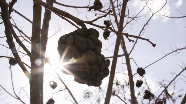 Fruta do conde seca no pé, região sofre com a falta de chuvas há sete anos.