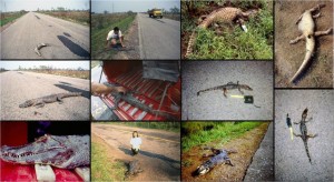 fauna-atropelamento-estradas-pantanal