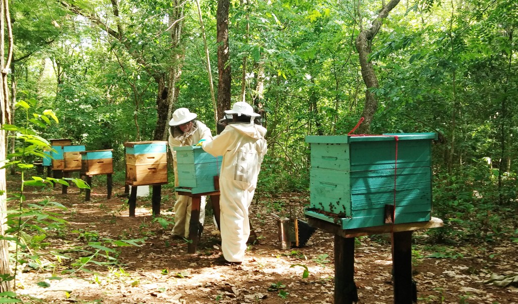 apicultura 