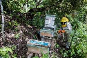 Nancy Carlo Estrada, que trabalha em plantação de coca, mostra impacto nas abelhas — Foto: William Wroblewski/AFP