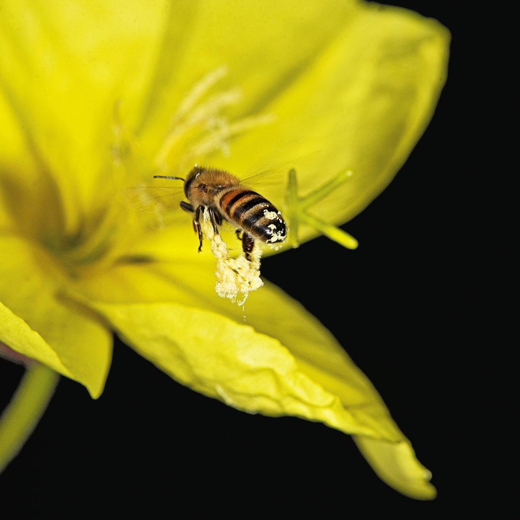 Flores deixam néctar mais doce ao 'ouvir' som das abelhas - Ecoa