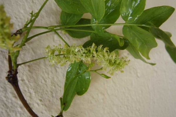 Prosopis ruscifolia, uma valorosa espécie chaqueniana para a restauração de áreas degradadas. Foto: Fábio Alves