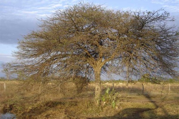 Prosopis rubiflora, árvore encontrada no sul de Mato Grosso do Sul e no nordeste do Paraguai (onde está ameaçada de extinção). Foto: Fábio Alves