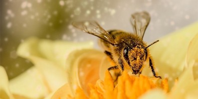 abelhas insetos polinizadores
