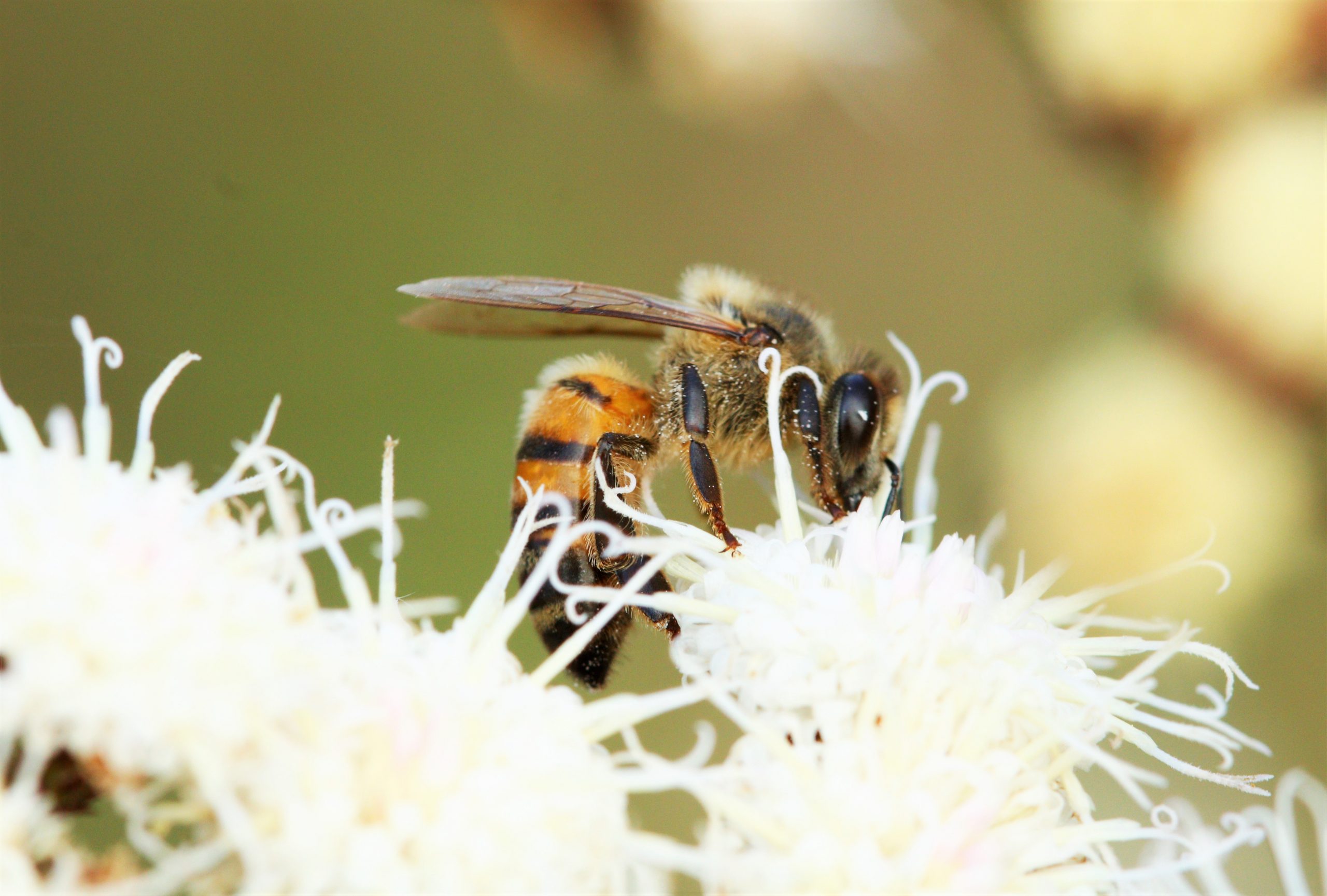 abelha no pantanal