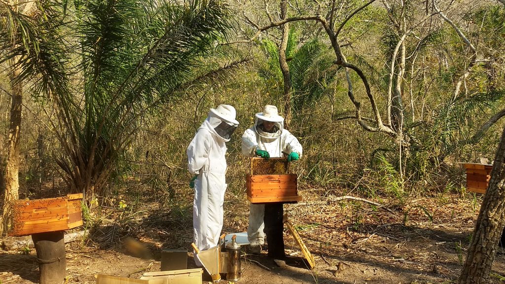produção de mel e conservação