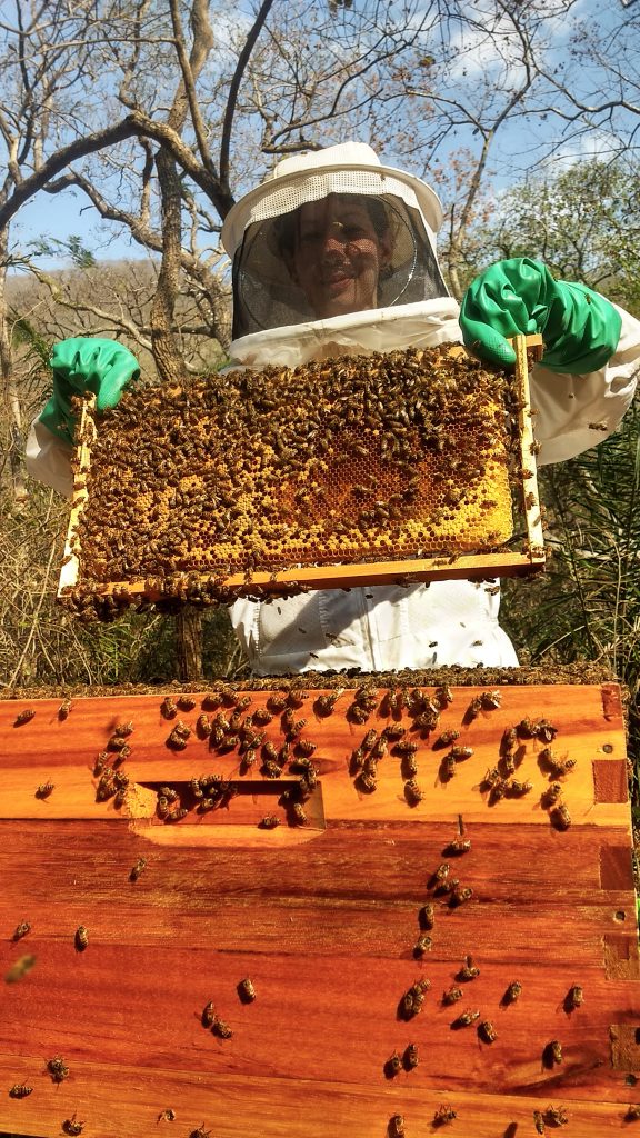 extração de mel pode estar alinhada com a conservação