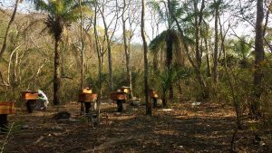 manejo de apiários para a apicultura sustentável 